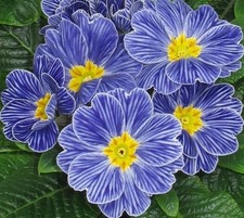 Very Healthy Zebra Blue  F1 Mini Primrose Plug Plants X 6