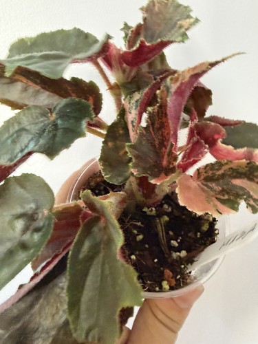 Begonia ginny galaxy house - ginny,