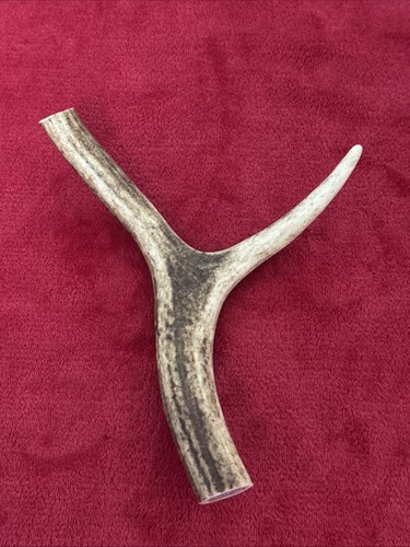 One piece deer - one, antler,
