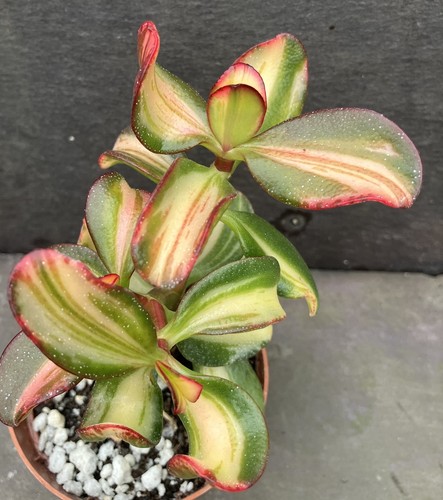 Crassula ovata mikaeri bijin - ovata,
