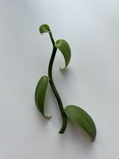 Vanilla Planifolia Orchid Top