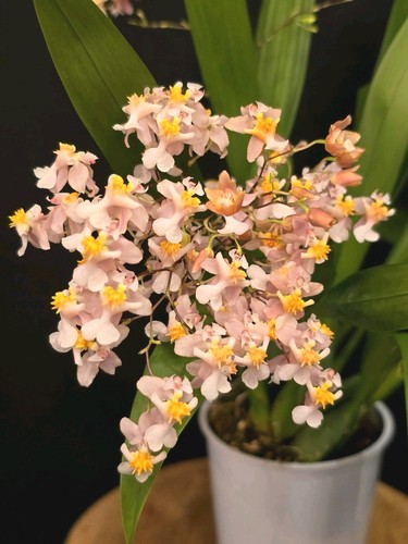 Oncidium twinkle pink - -,