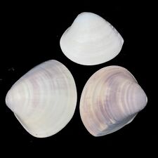3 x highly polished clam