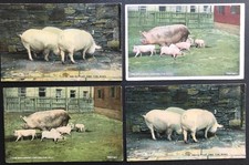 Irish Life 4 Postcards Pigs