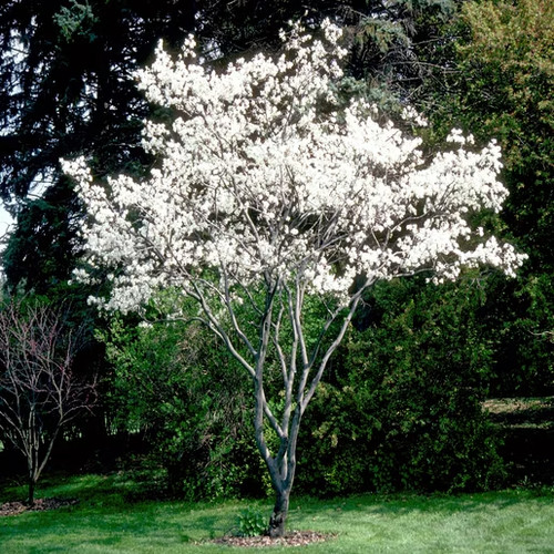 Amelanchier canadensis tree - amelanchier,