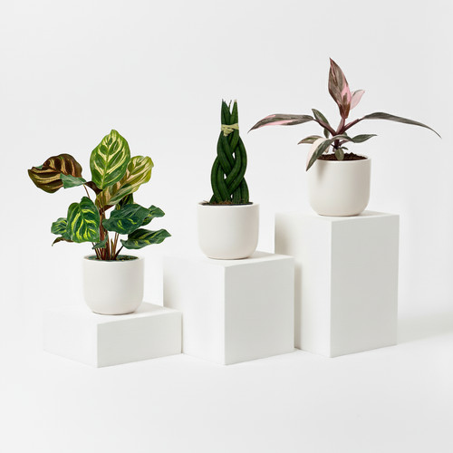 Mini plants bundle - mini,