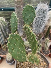 Opuntia Engelmannii V