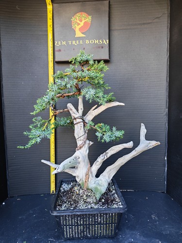 Tanuki needle juniper bonsai - tanuki,
