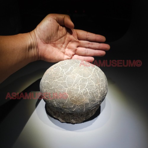 Dinosaur egg nest - dinosaur,