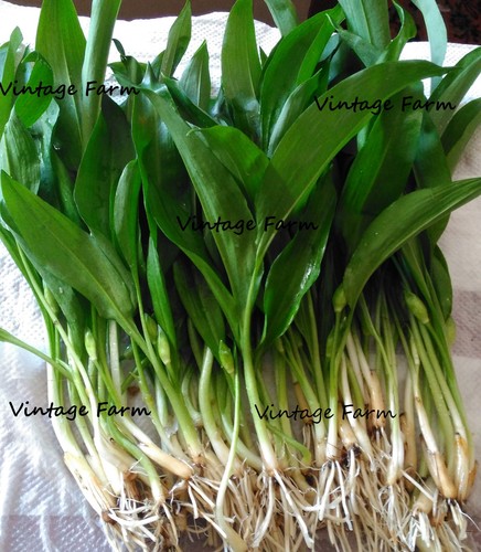 200 wild garlic bulbs only - 200,