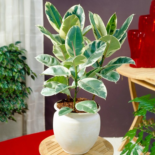 Ficus tineke rubber plant - tineke,