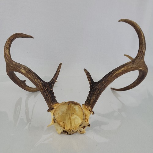 Real whitetail deer - real, 8