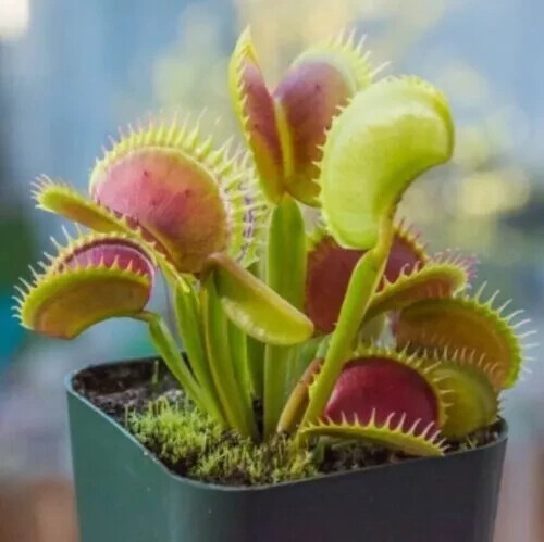 Giant venus fly trap - giant,