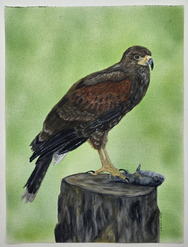 Harris hawk original acrylic - harris,