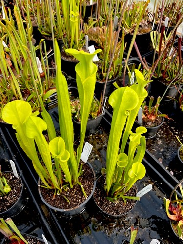 Sarracenia flava dorchester - sarracenia,