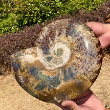 Natural Ammonite Fossil Conch Crystal Specimen - 7.3LB