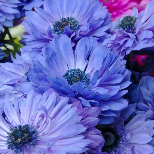 Anemone blue coronaria - 20, x