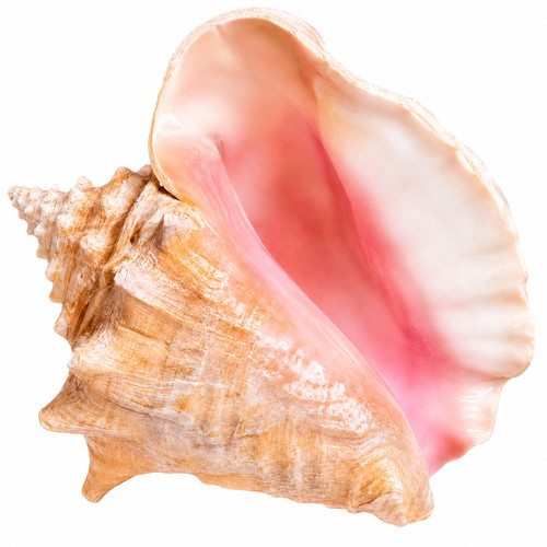 Large queen pink conch shell - queen,