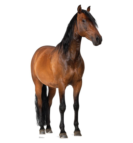 Life size horse - horse, 2