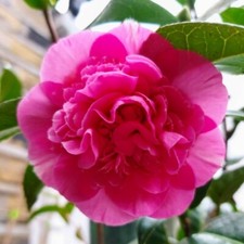 Camellia × williamsii