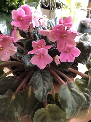 African violet fresh leaf - 1x,