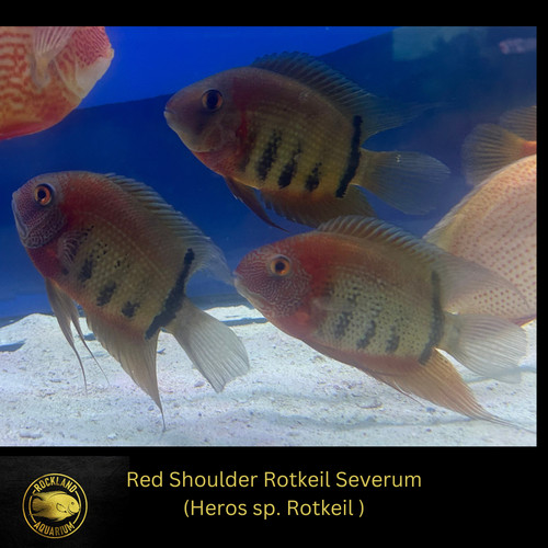 Red shoulder severum heros - red, "heros