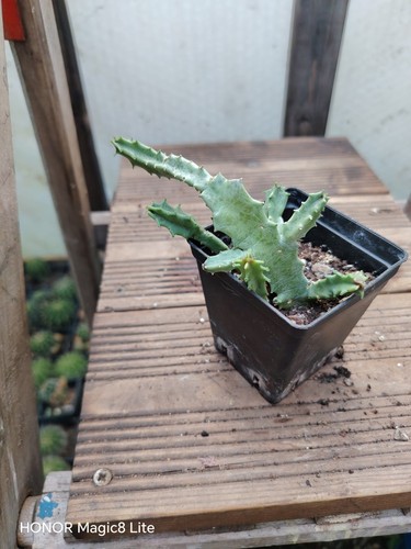 Caralluma lutea stapelia - caralluma,