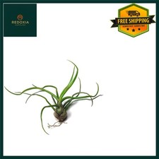 Easy Care Tillandsia Bulbosa