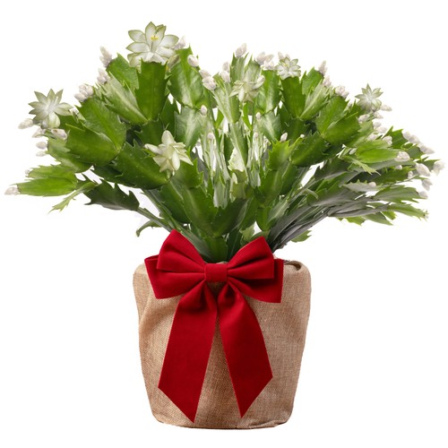White christmas cactus house - white,