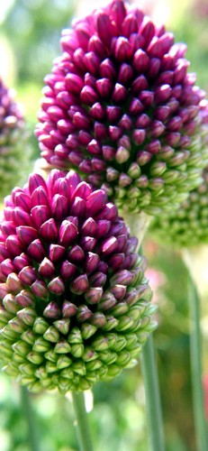 10x allium drumstick spring - 10x,