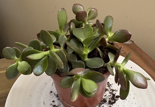 Crassula ovata minima - ovata,