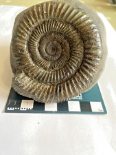 Dactylioceras Ammonite,Large
