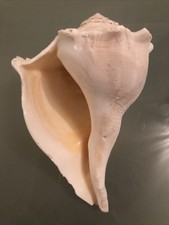 Large 18cm lefthand Whelk Fox