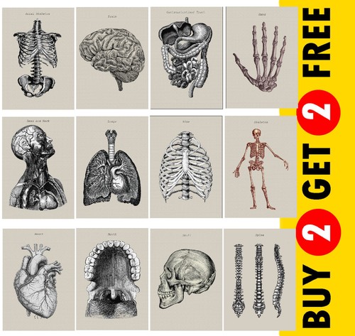 Human anatomy artwork - human, |