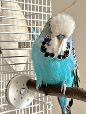 Bird Perch Fixing Brackets, For Bird Cage's, Bird Avery’s etc (4 Brackets only)