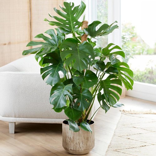 Monstera swiss cheese - monstera,