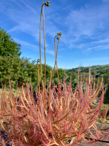 100 seeds from drosera - from,