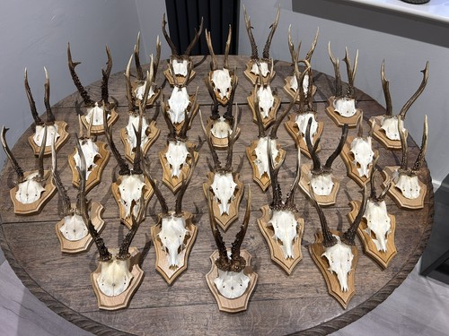 Taxidermy roe deer skull - taxidermy,