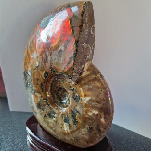 Large ammonite 2kg - ammonite, 2kg+