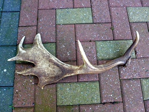 Fallow deer antler - deer, stick