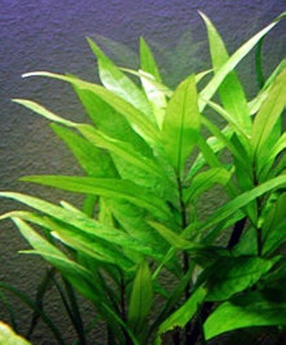 Stems hygrophila corymbosa - 5x,