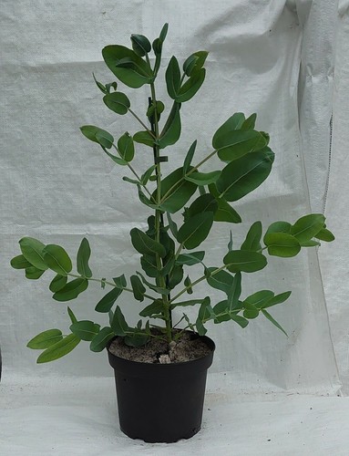 Hardy eucalyptus shining gum - shining,