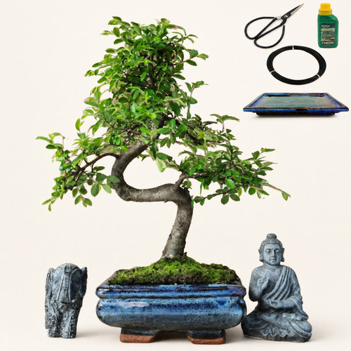 Chinese elm 15cm pot inc - elm,