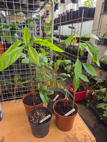 Avocado large healthy - healthy, plant