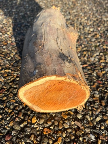 Yew wood log for - , turning