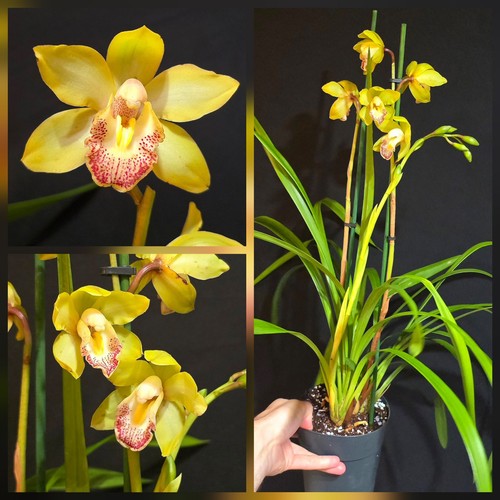 Cymbidium yellow flower - cymbidium,