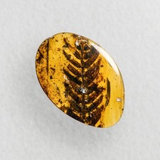 Burmese Amber Fossil: 99