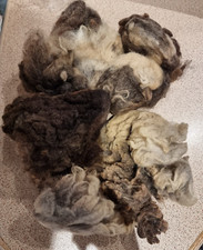 Unwashed brown beige raw sheep