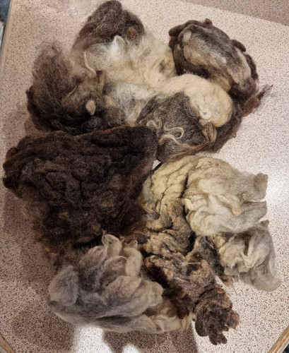 Unwashed brown beige raw - , sheep