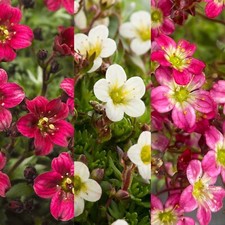Alpine 6 Pack Saxifraga Hardy
